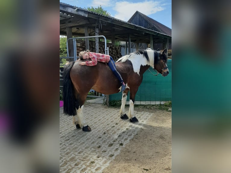 Trait allemand du Sud Croisé Jument 21 Ans 149 cm Pinto in Schwarzhofen