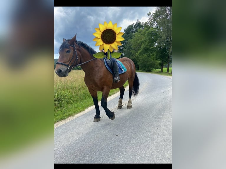 Trait allemand du Sud Jument 24 Ans 170 cm Bai in Lohberg