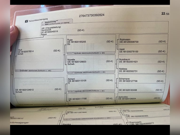 Trait allemand du Sud Jument 2 Ans 165 cm Bai in Oberzent