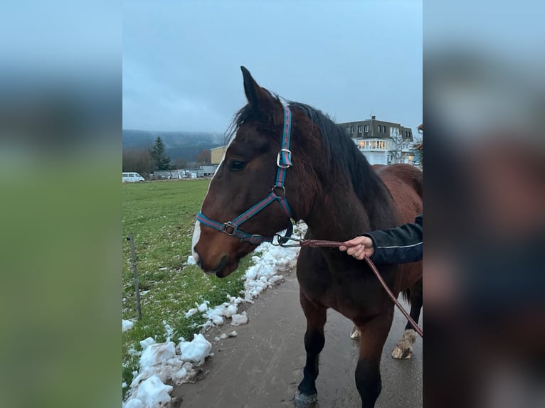 Trait allemand du Sud Jument 2 Ans 165 cm Bai in Oberzent