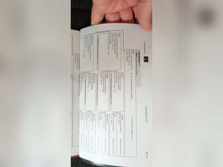 Trait allemand du Sud Jument 2 Ans 165 cm Bai brun in Sankt Wolfgang