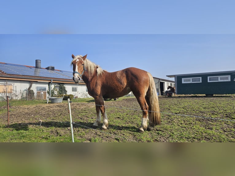 Trait allemand du Sud Jument 3 Ans 148 cm Alezan in Buttenwiesen