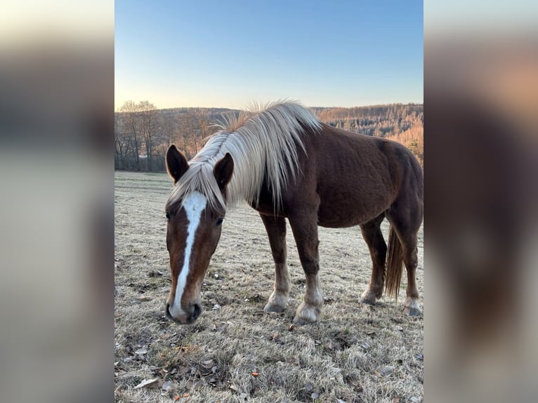 Trait allemand du Sud Jument 3 Ans 155 cm Bai in Friedewald
