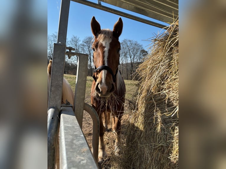 Trait allemand du Sud Jument 3 Ans 155 cm Bai in Friedewald