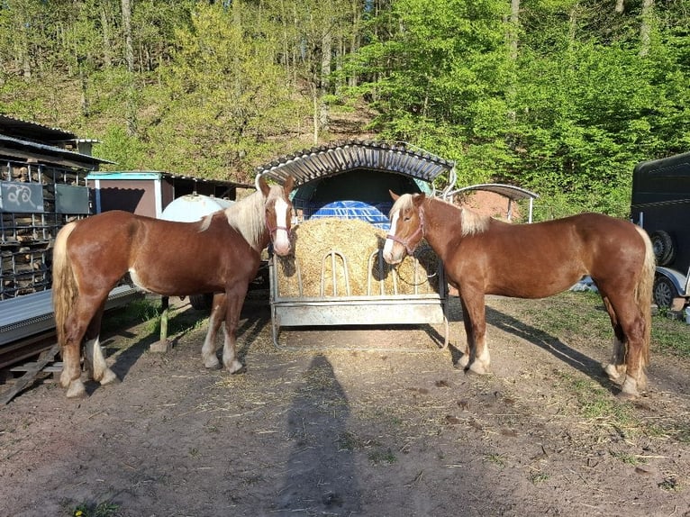 Trait allemand du Sud Jument 3 Ans 165 cm Alezan in Gundersweiler