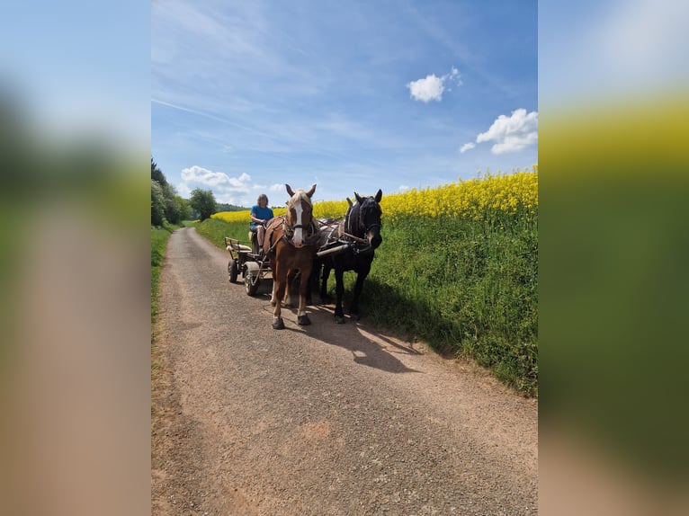 Trait allemand du Sud Jument 3 Ans 165 cm Alezan in Gundersweiler