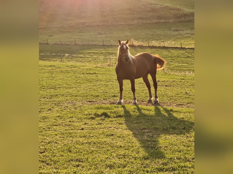 Trait allemand du Sud Jument 3 Ans 165 cm Alezan in Halblech