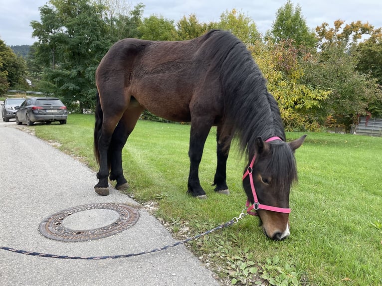 Trait allemand du Sud Jument 3 Ans 165 cm Bai brun in Sankt Wolfgang