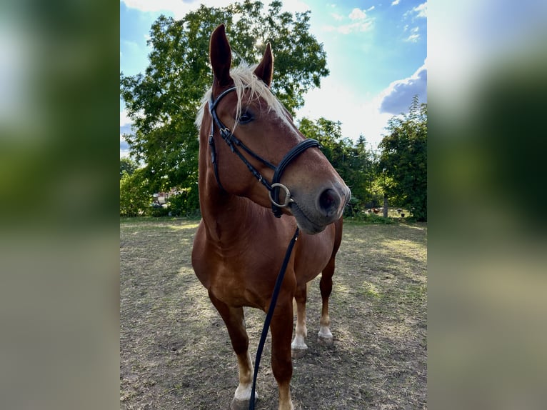 Trait allemand du Sud Jument 4 Ans 165 cm Alezan in Köthen
