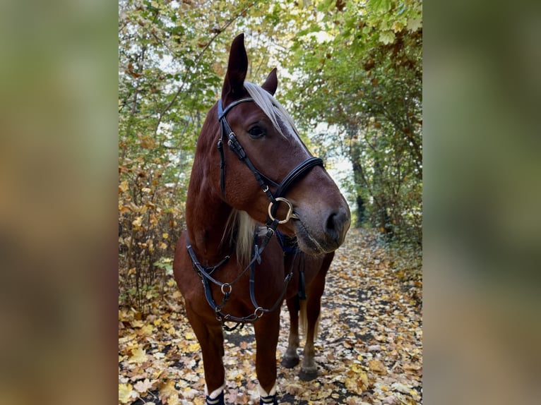 Trait allemand du Sud Jument 4 Ans 165 cm Alezan in Köthen