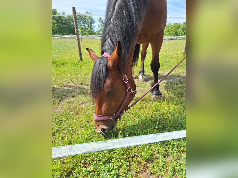 Trait allemand du Sud Jument 4 Ans 170 cm Bai in T&#xFC;bingen