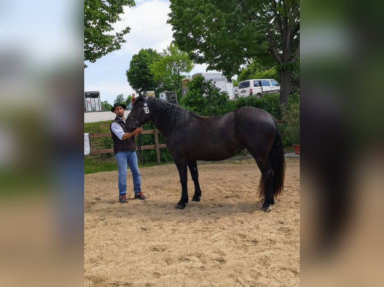 Trait allemand du Sud Jument 5 Ans 160 cm Noir in Rottenbuch