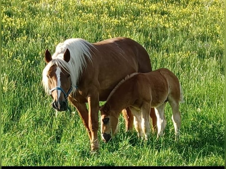 Trait allemand du Sud Jument 5 Ans 162 cm Alezan in Traunstein