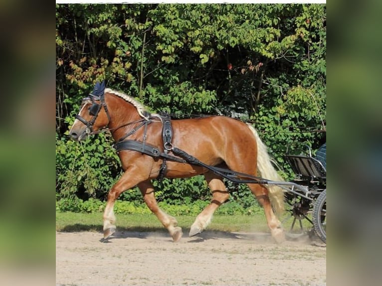 Trait allemand du Sud Jument 5 Ans 162 cm Alezan in Traunstein