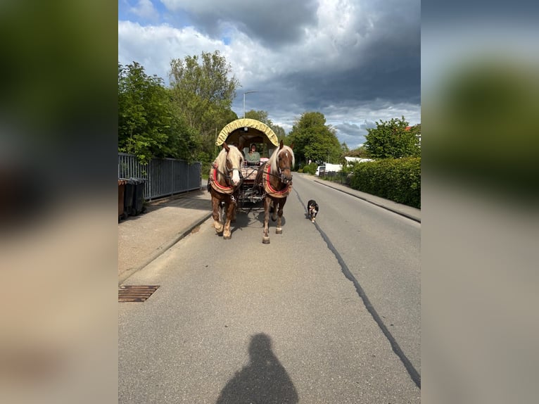 Trait allemand du Sud Jument 5 Ans 165 cm Alezan in Täferrot