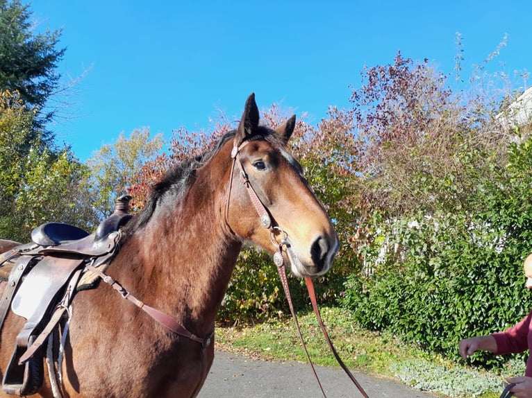 Trait allemand du Sud Jument 5 Ans 165 cm Bai in Nettersheim