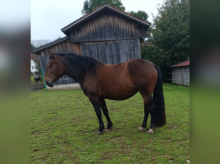 Trait allemand du Sud Jument 5 Ans 170 cm Bai brun in Hohenwarth
