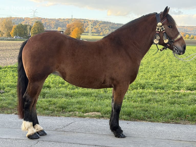 Trait allemand du Sud Jument 7 Ans 160 cm Bai in Riedlingen