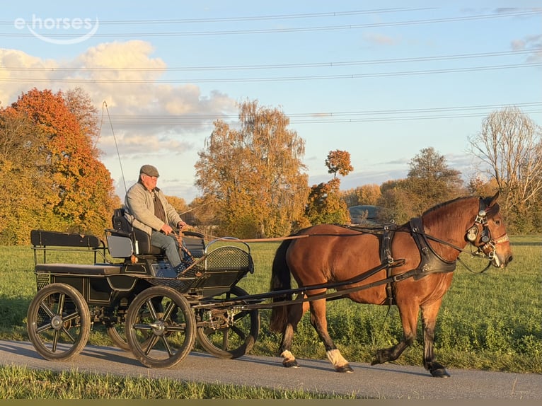 Trait allemand du Sud Jument 7 Ans 160 cm Bai in Riedlingen