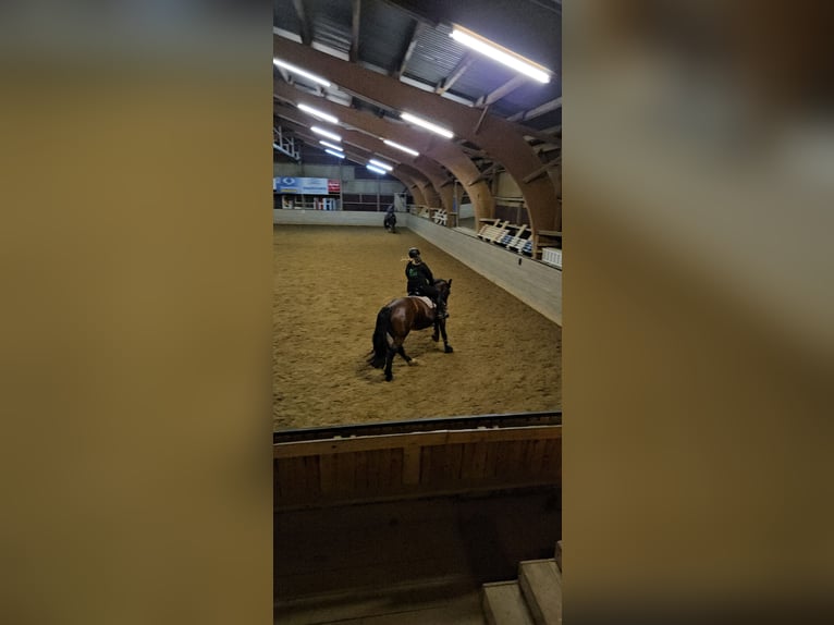 Trait allemand du Sud Jument 7 Ans 160 cm Bai in Burladingen