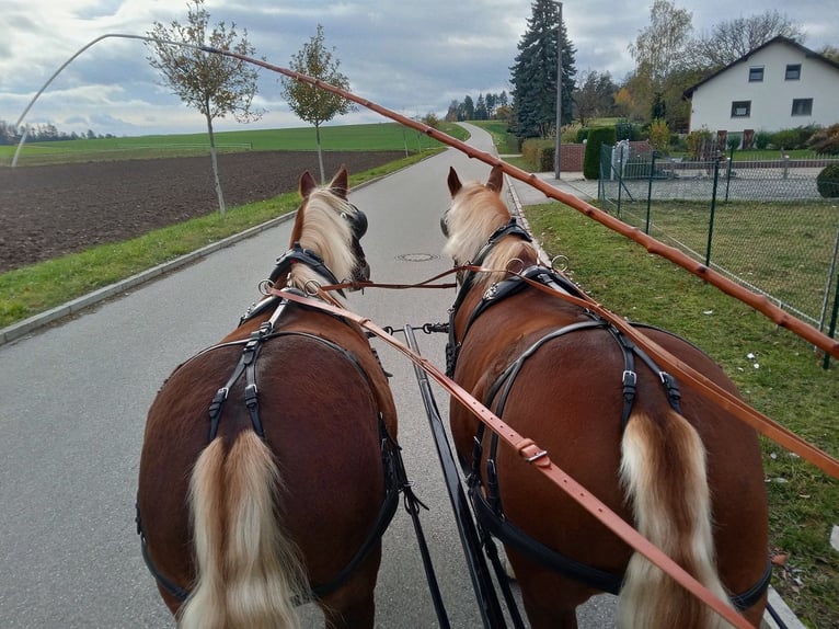 Trait allemand du Sud Jument 8 Ans 160 cm Alezan brûlé in Kipfenberg