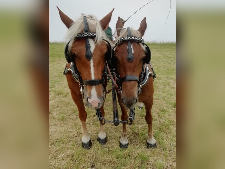 Trait allemand du Sud Jument 8 Ans 160 cm Alezan brûlé in Kipfenberg