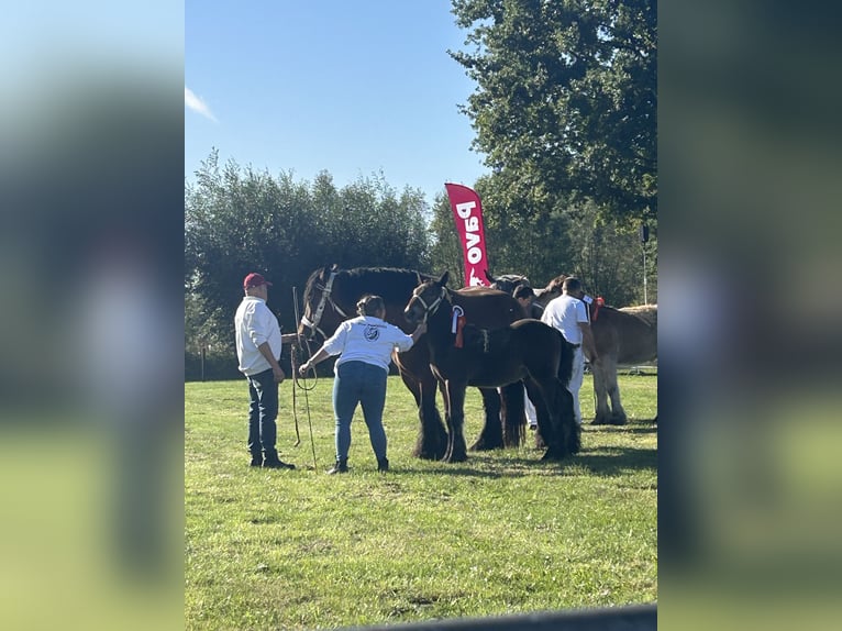 Trait belge Étalon 1 Année 170 cm Bai in Beek en Donk