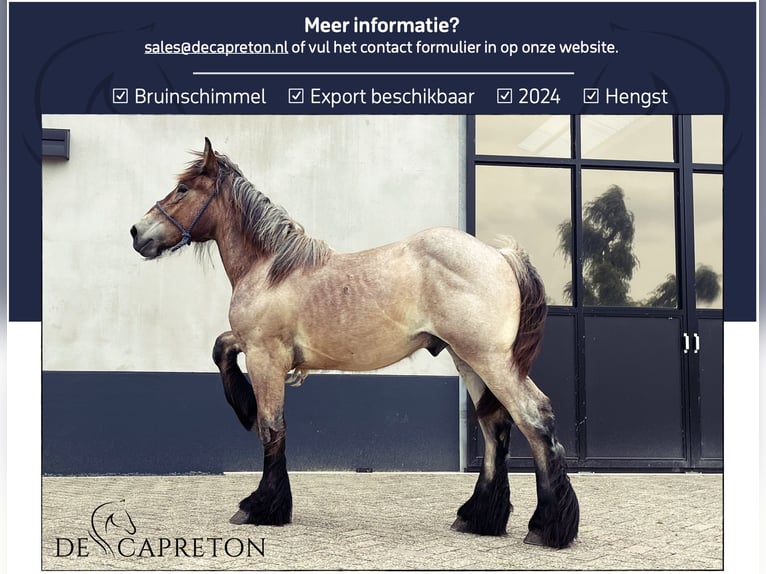 Trait belge Étalon 1 Année in Aalst