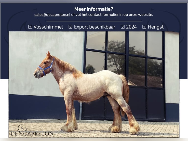 Trait belge Étalon 1 Année in Aalst