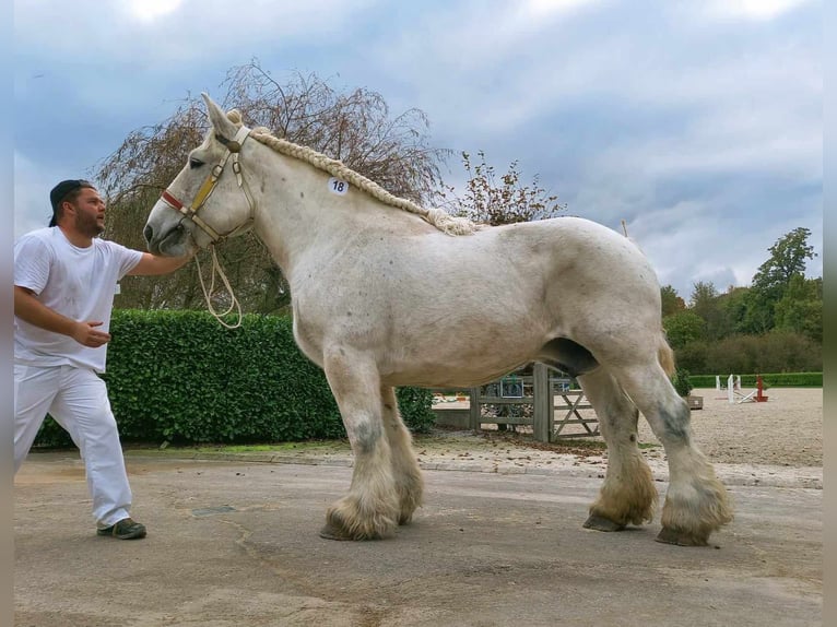 Trait belge Étalon 1 Année Gris pommelé in Alken