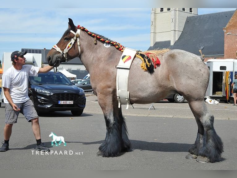 Trait belge Étalon 1 Année Roan-Bay in Sleidinge