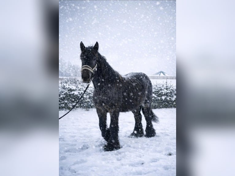 Trait belge Étalon 2 Ans 158 cm Rouan bleu in Baumgarten
