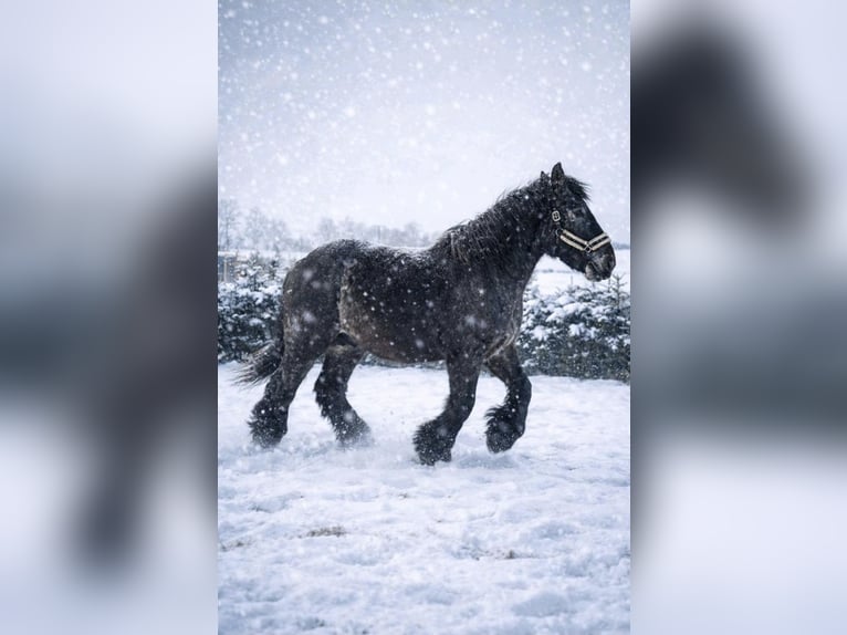 Trait belge Étalon 2 Ans 158 cm Rouan bleu in Baumgarten