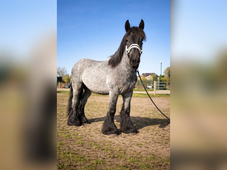 Trait belge Étalon 2 Ans 158 cm Rouan bleu in Baumgarten