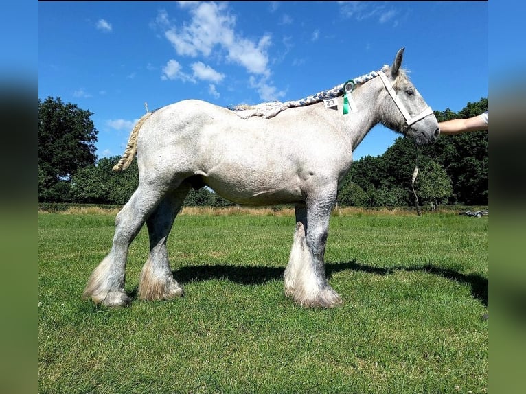 Trait belge Étalon 3 Ans 170 cm Gris pommelé in Wienrode