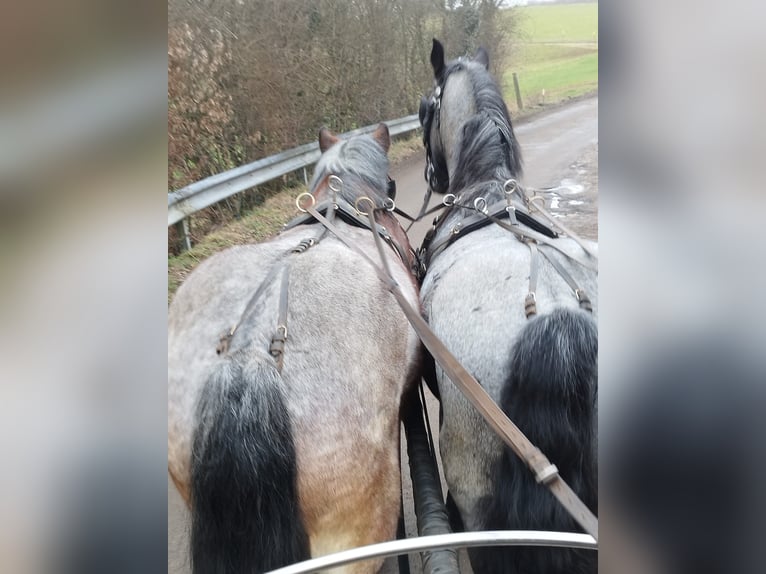 Trait belge Étalon 3 Ans  in Kürten