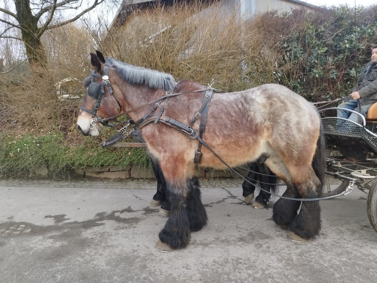 Trait belge Étalon 3 Ans  in Kürten