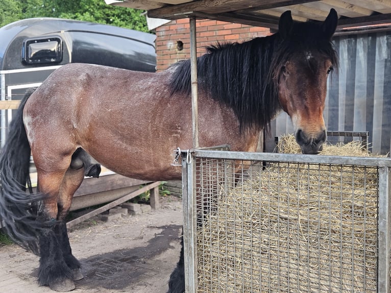 Trait belge Étalon 4 Ans 155 cm Gris (bai-dun) in Saterland
