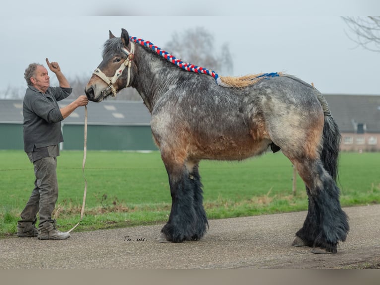 Trait belge Étalon Gris (bai-dun) in Veghel