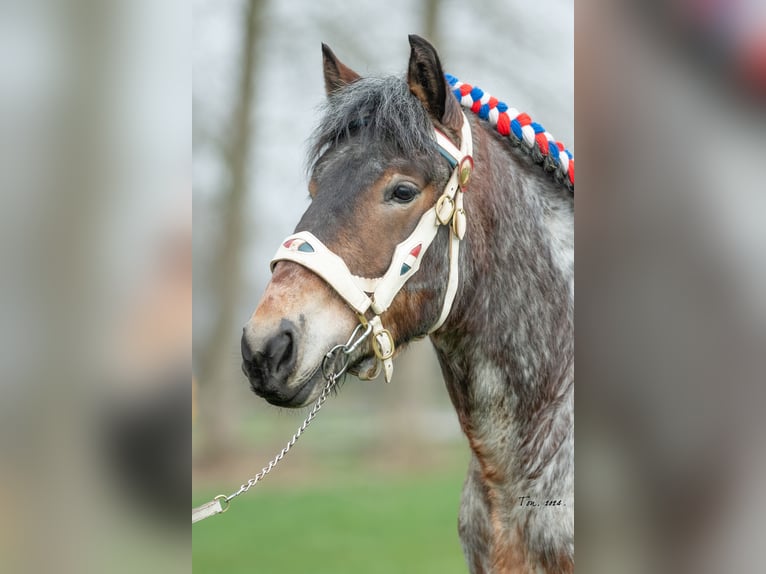 Trait belge Étalon Gris (bai-dun) in Veghel