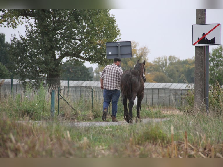 Trait belge Étalon Poulain (01/2025) in Herdersem