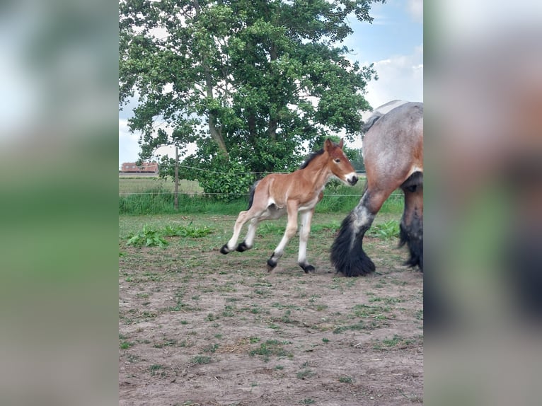 Trait belge Étalon  Peut devenir gris in Oosteeklo