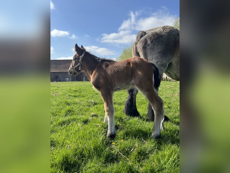Trait belge Étalon Poulain (04/2025) Roan-Bay in Sleidinge