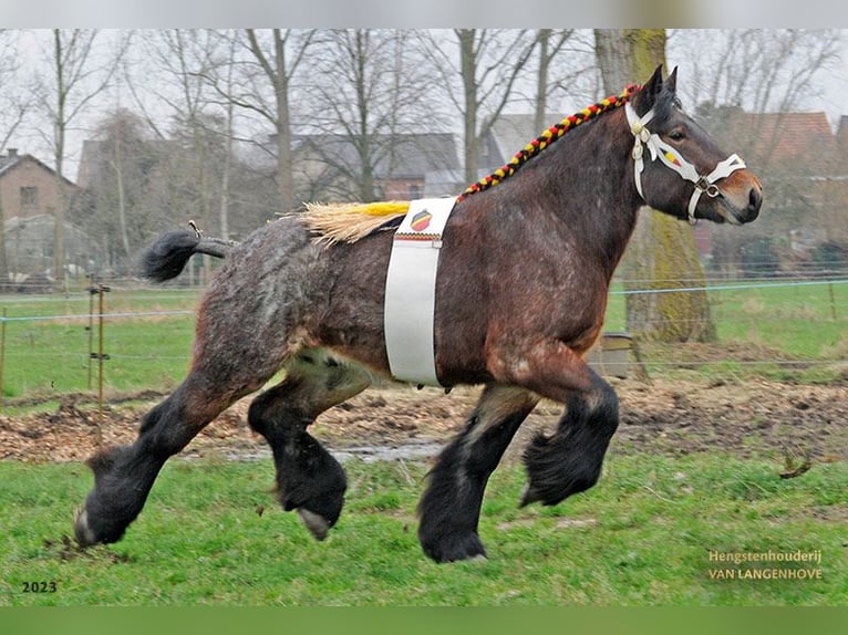Trait belge Étalon Poulain (04/2025) Roan-Bay in Sleidinge