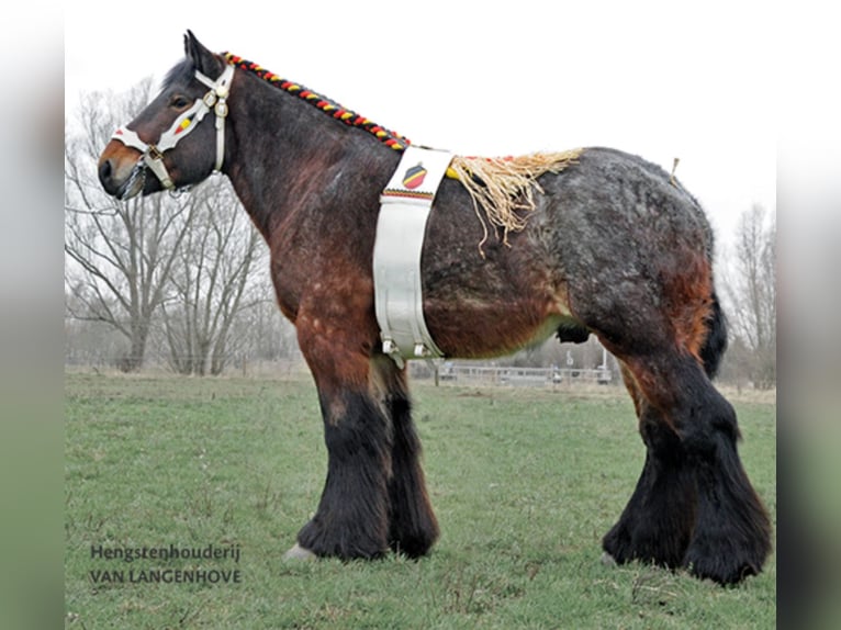 Trait belge Étalon Poulain (04/2025) Roan-Bay in Sleidinge