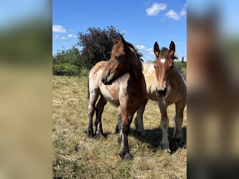 Trait belge Étalon Poulain (04/2025) Roan-Bay in Sleidinge