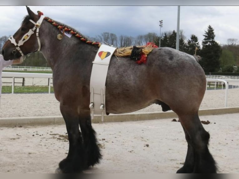 Trait belge Étalon Poulain (04/2025) Roan-Bay in Sleidinge