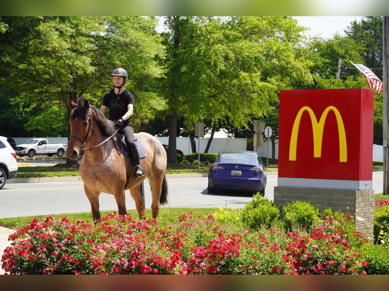 Trait belge Croisé Hongre 11 Ans Rouan Rouge in Tuscarora