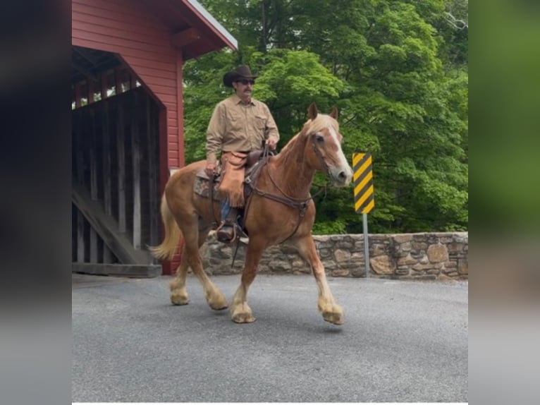 Trait belge Hongre 13 Ans 163 cm Alezan cuivré in Chambersburg