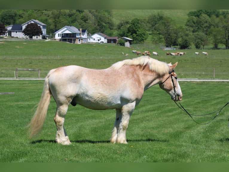 Trait belge Hongre 15 Ans Rouan Rouge in Millersburg